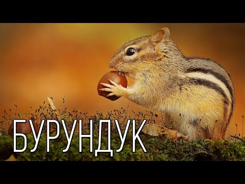 Бурундук: Запасливый Грызун | Интересные факты про бурундуков