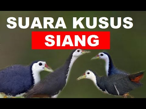 Paddy birds #Paddy birds #Paddyfieldbirdssound #Paddyfieldbirds #soundbirds