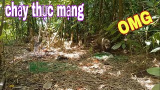 Độc Lạ Việt Nam Bẫy Quốc Và Bìm Bịp Gặp Phải Thứ Dữ Thiệt Rồi # SĂN BẮT ĐỒNG THÁP #