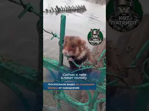 Паводки. Спасение хомяка