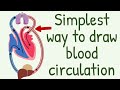 Understanding Blood Circulation Models