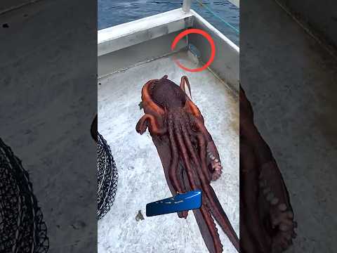 Осьминог сбегает через мелкую дыру на палубе корабля #спасение #природа