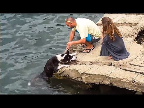 😿 10 touching and inspiring animal rescues 🦆🐕