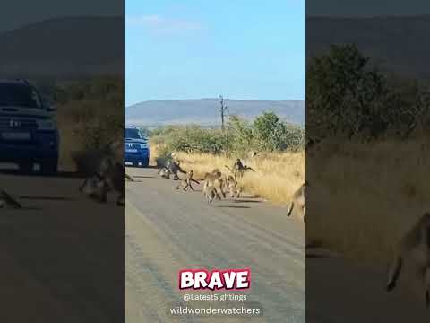 Alpha Baboon Protects Tribe From Leopard