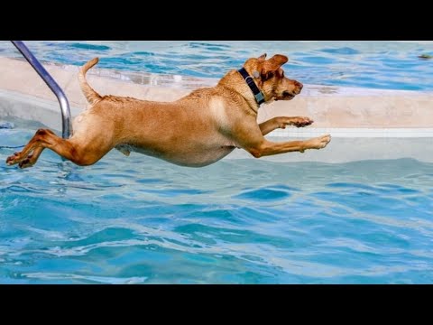 Dog hates water but learns to swim
