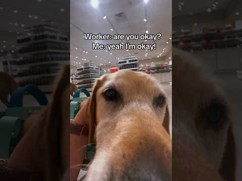 Worker helping service dog owner having medical episodeโค๏ธ #servicedog #dog #youtubeshorts #shorts