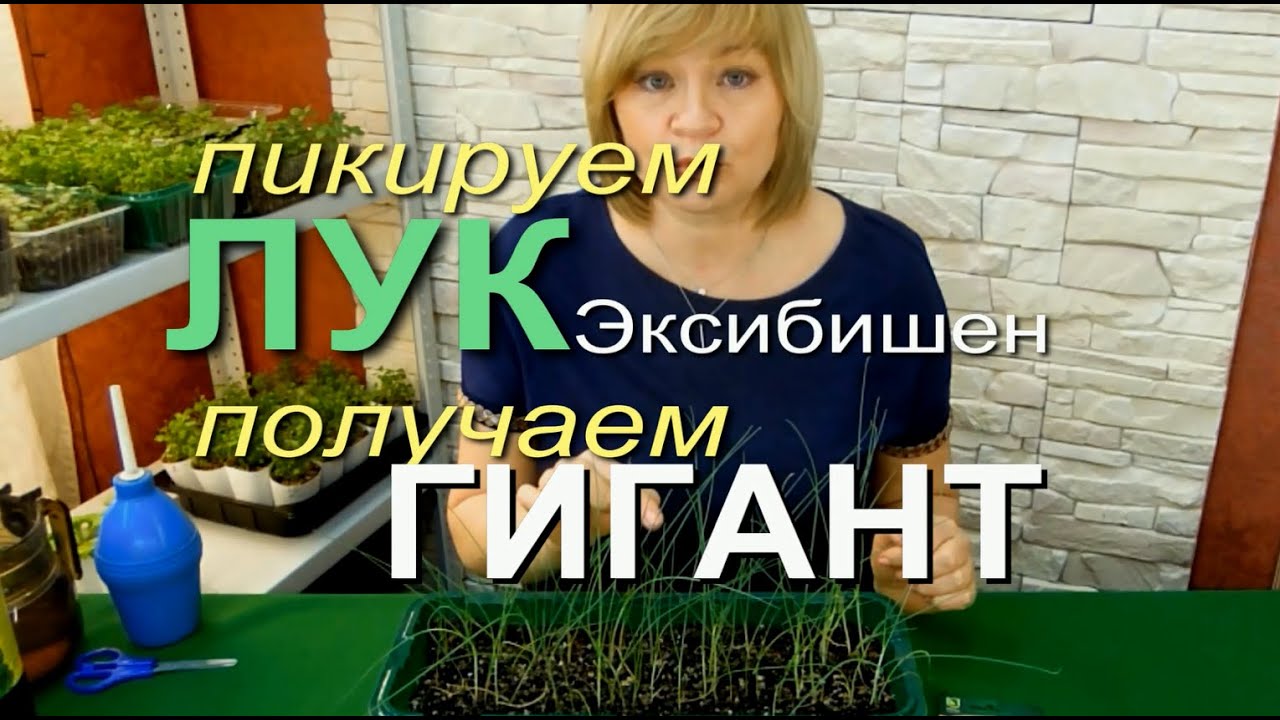 Правильно пикируем лук эксибишен! И он удивит вас размером!