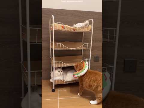 The Cat Tower Drama You Didn’t Expect! 🐱🏠 #shots #facts