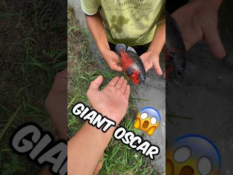 Giant Oscar Pakad liya 🐋😱 #fish #pets #petsvlog #oscars #shorts