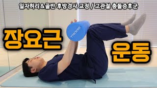 허리, 골반, 고관절의 안정성을 제공하는 근육 #장요근
