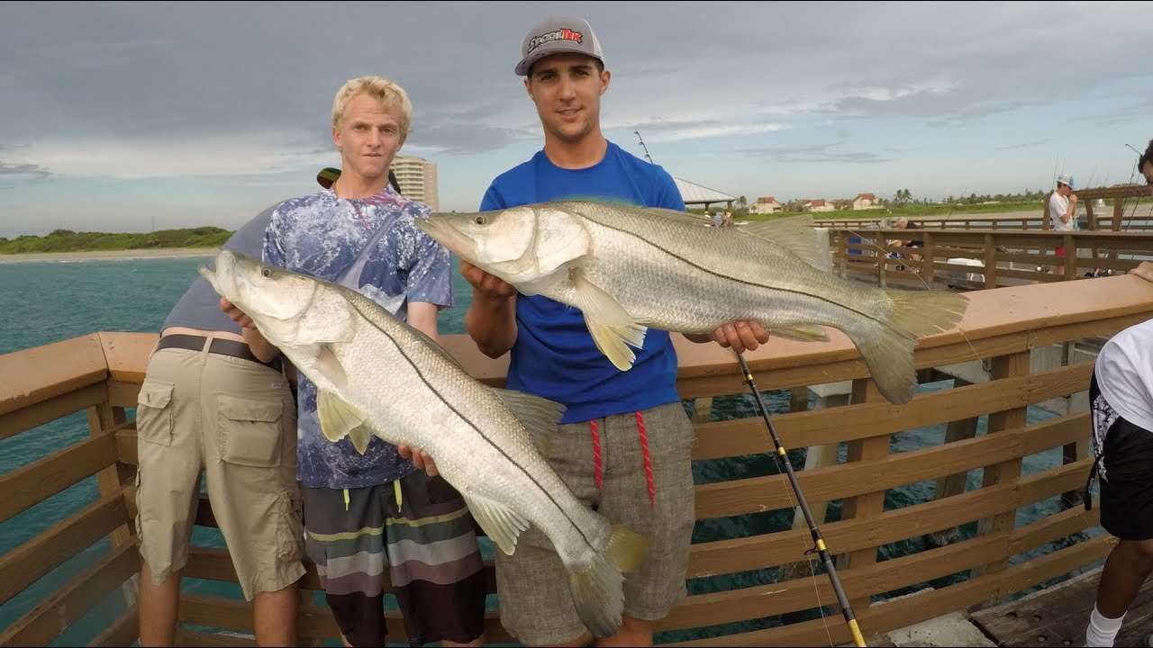 ! & Hit the Fan! EPIC Snook Feeding Frenzy! (Juno Pier Snook Fishing)