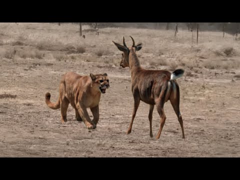 PUMA ATACA VEADO E SE DÁ MAL