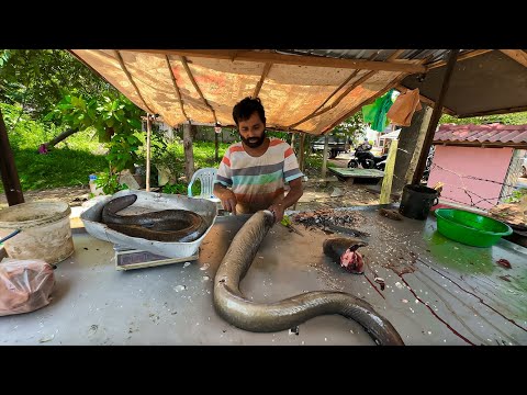 Fantastic!! Long Eel Fish Cut Using Masterclass Skills In Rural Village Sri Lanka