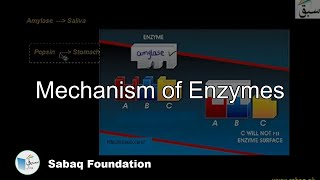 Mechanism of Enzymes