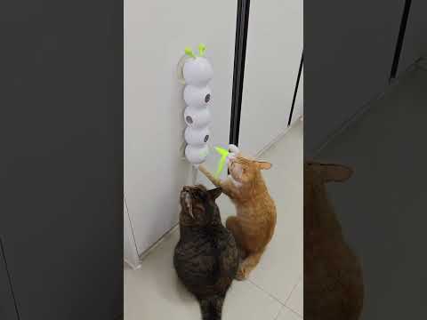 Smart sensor cat toy #cat #bestpetsupplies #pets