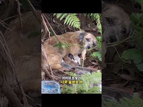 아기 강아지를 살리고 싶은 어미의 간절한 눈빛을 보고 구조했더니...