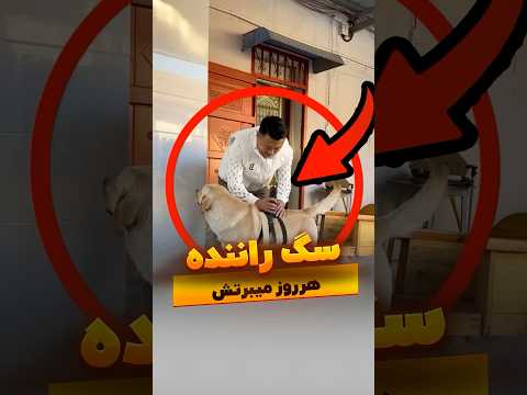 سگ راننده#سگ #سگ_آپارتمانی #سگهای_قهرمان #حیوانات_بامزه #حمایت_از_حیوانات