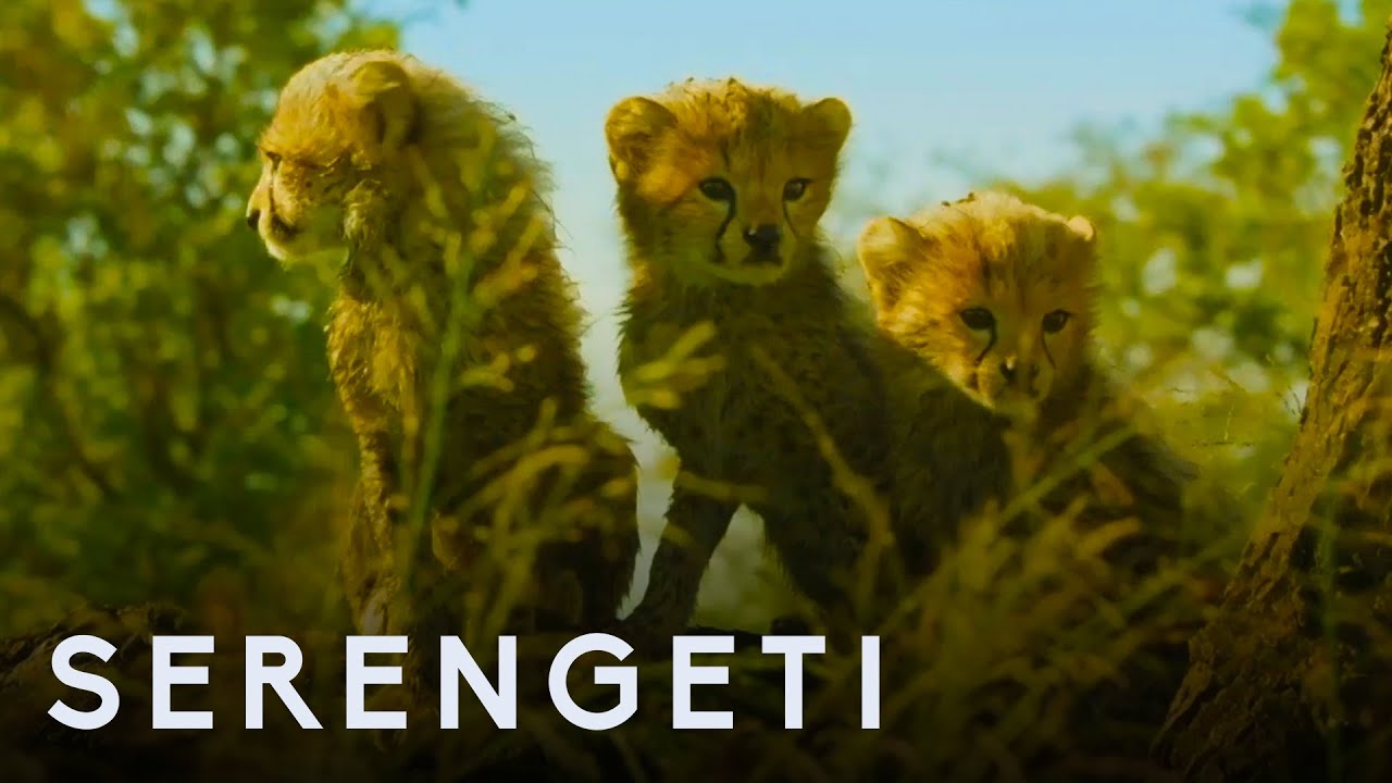 Serengeti Trailer thumbnail