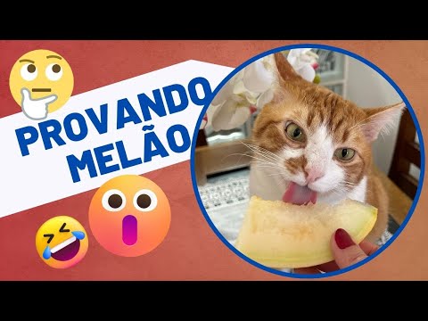 GATO JAUM PROVANDO MELÃO