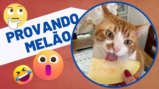 GATO JAUM PROVANDO MELÃO
