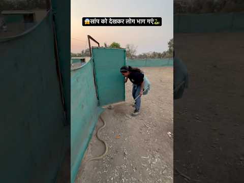 😳😱omg People ran away after seeing the cobra snake😳🐍🐍🐍 #snake #cobra