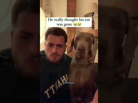 funny Dog compilation pt43 #amazingpets #dog #funnypuppy #funnydog #funny #adorabledog #funnypet