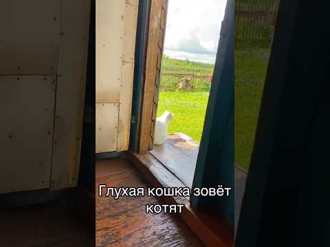 масло лосося Harly. Арт на WB: #WW123640 копируйте и вставляйте на WB