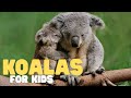 Koala Biology and Conservation