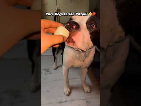 Gabbar - The Vegetarian Pitbull😂🥕