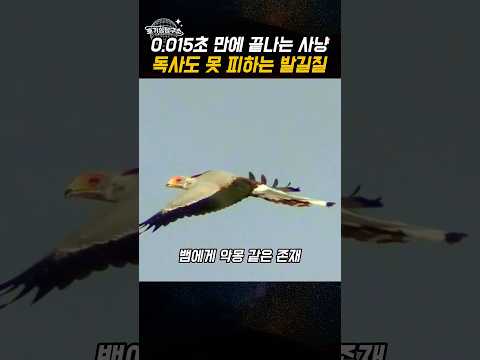 뱀들이 가장 무서워하는 존재