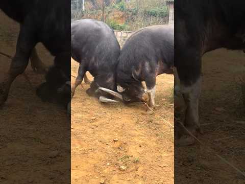 Tough Match 😱🥺 #shorts #ytshorts #shortvideo #viralshorts #trendingshorts #bullfight #bullwar