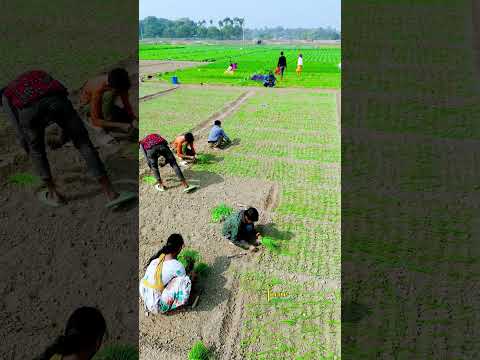 বাহ্ পল্লী গ্রামের মন মাতানো দৃশ্য-পেয়াজের চারা রোপণের দৃশ্য। #natural #farming #nepalvillage