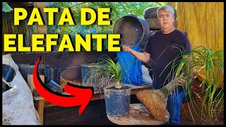 NEOLINA | PODA DE RAIZ E TROCA DE VASO CORRETAMENTE