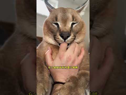 男友出差将霸道的狞猫交给女友照顾，回来后大吃一惊瞬间陷入emo