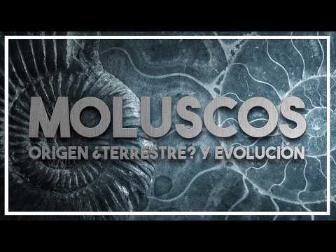 ¿Son los PULPOS de origen EXTRATERRESTRE? La Evolución de los MOLUSCOS