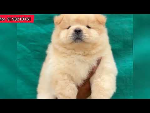 top quality puppy available in IND location #haldwani Dog all puppy available