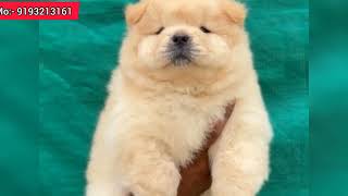 top quality puppy available in IND location #haldwani Dog all puppy available