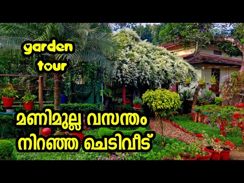 അരുവാപുലത്തെ മണിമുല്ല വസന്തം, garden tour, home garden, plants and care