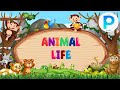 Animal Behavior and Adaptations