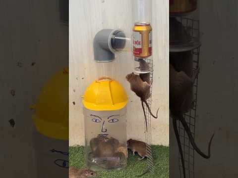 Easy mouse trap from plastic bottle/ bottle mouse trap #rattrap #rat #mousetrap