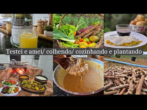 Tudo ficando lindo💚 plantando maniva| doce de leite com coco / almoço e muito mais