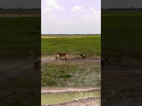 wild dogs found it difficult to compete with the lion|| #shorts #facts #animal