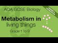 Metabolism and Enzyme Functionality