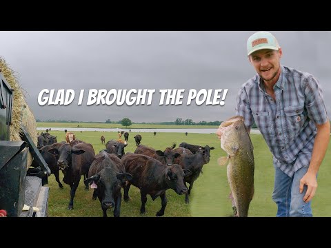 Moving Cows & Landing a Big Bass!