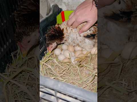 Bushra’s eggs are Dead in shell ￼? 🐣 Aseel Kurak Murgi 119 #hen #shorts #youtube #youtubeshorts