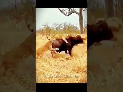 A wild buffalo was hunted by a group of lions