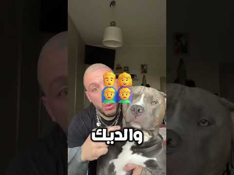هذا البيتبول لديه الكثير من الصبر! ?