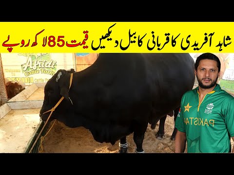 Shahid Afridi's Most Expensive Super Bull Sultan | Afridi Cattle Farms 2020 | SpeakOut