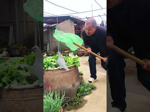 Rooftop vegetable planting Content-inspired search