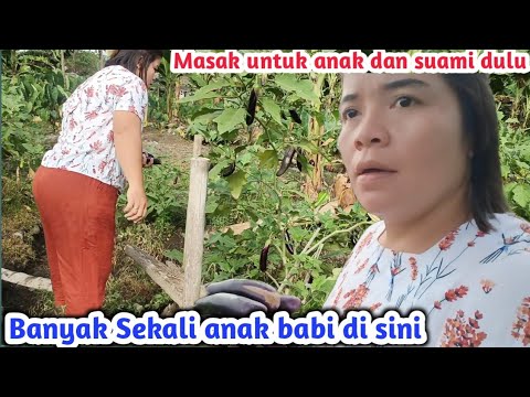 Setelah Di Petik dan banyak hasilnya terus saya masak campur udang